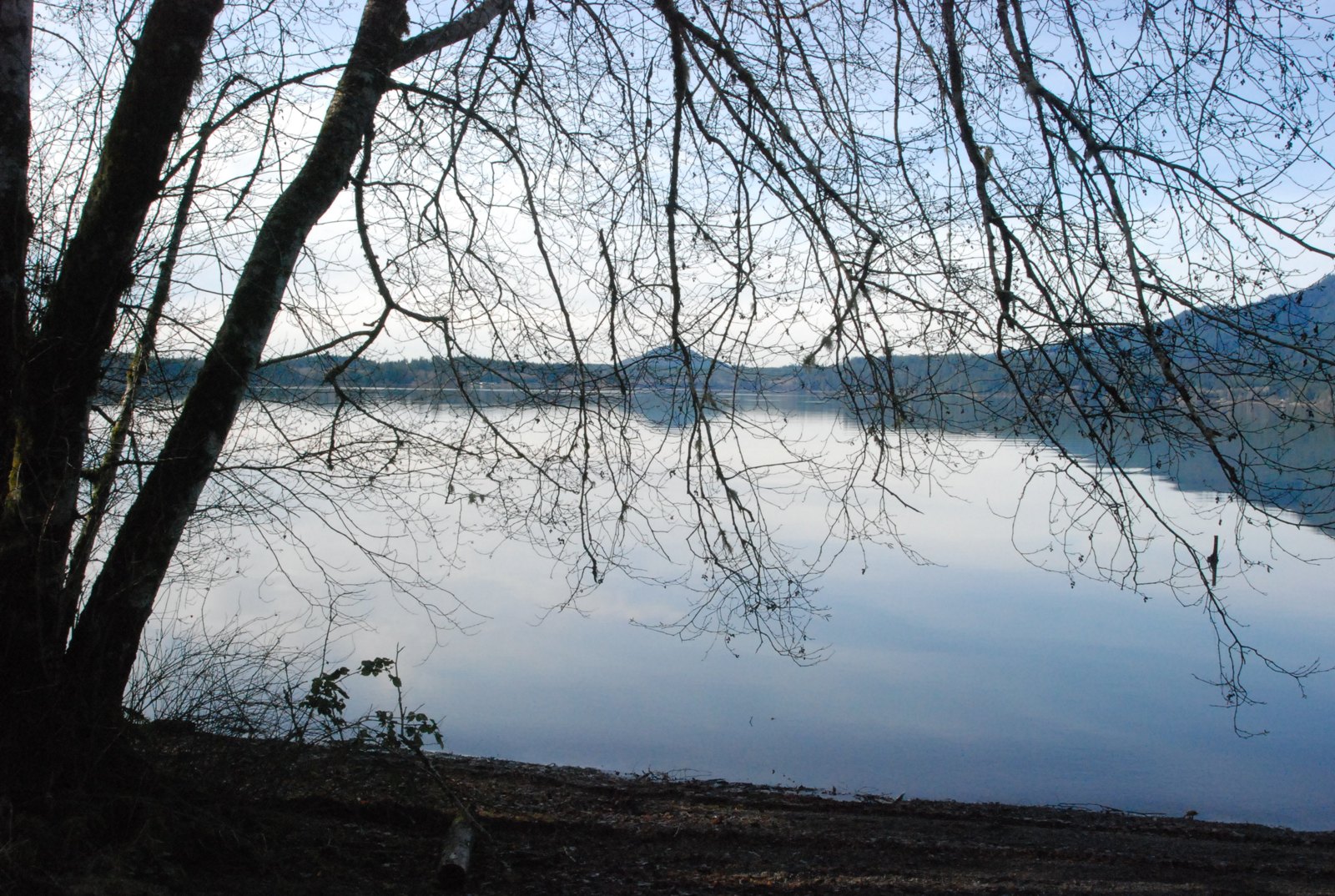 Lake Quinault seen through shoreline trees, photographed by Olympic National Park