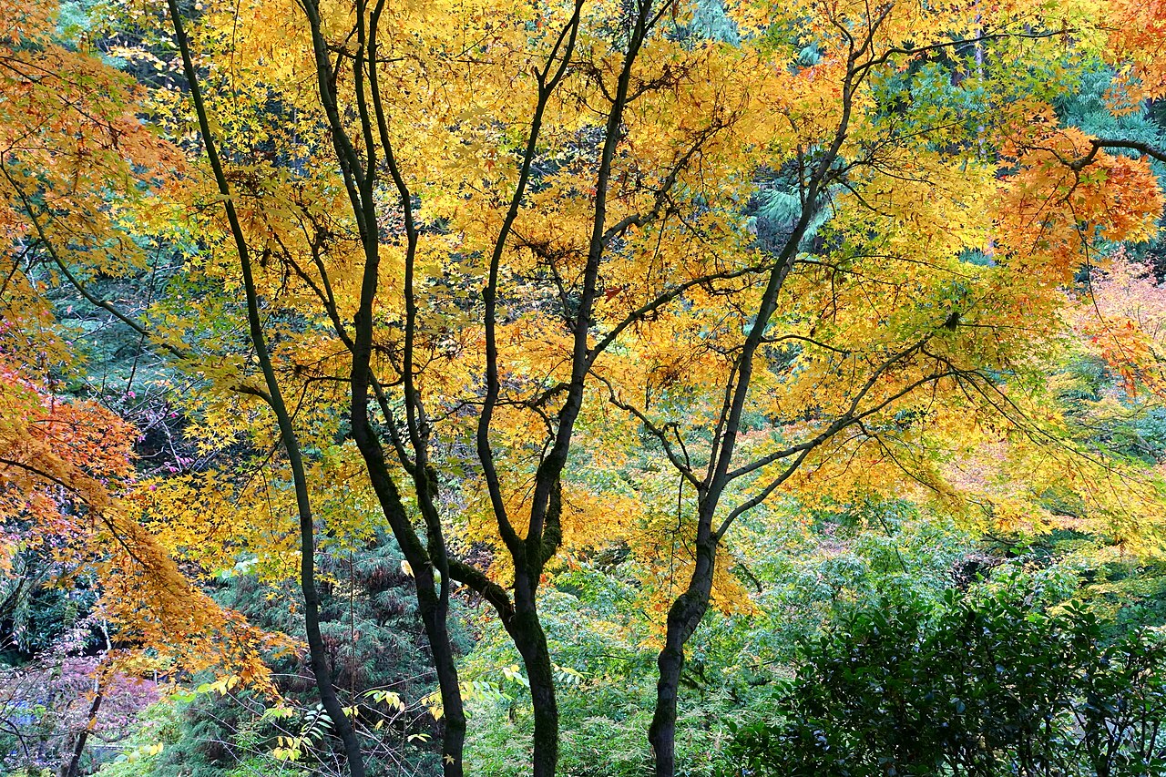 Golden leaves spread above dark branches at Portland Japanese Garden.