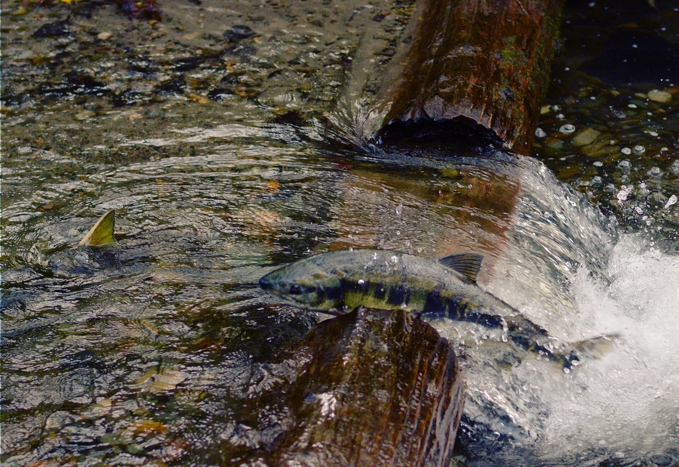 Chum salmon in Pipers Creek, Seattle